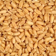Wheat Godhumai (கோதுமை)